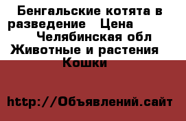 Бенгальские котята в разведение › Цена ­ 10 000 - Челябинская обл. Животные и растения » Кошки   